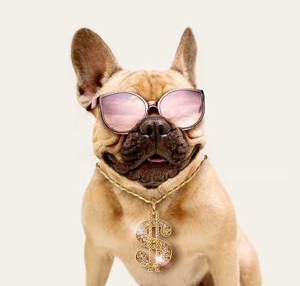 Portrait of Adorable Fawn French Bulldog Wearing Sunglasses and Shiny Gold Dollar Necklace.