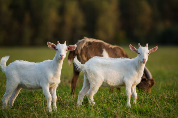istock Domestic goats graze in the field in summer 1302334356