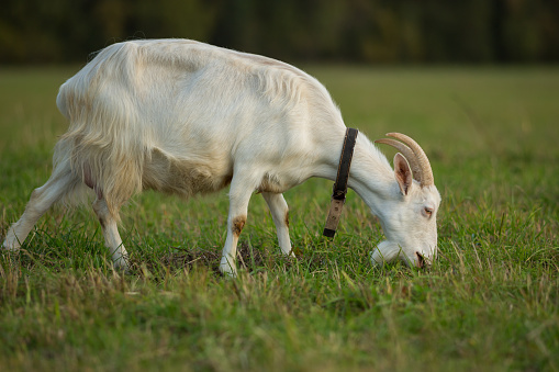 Closeup portrait of a white goat in a field