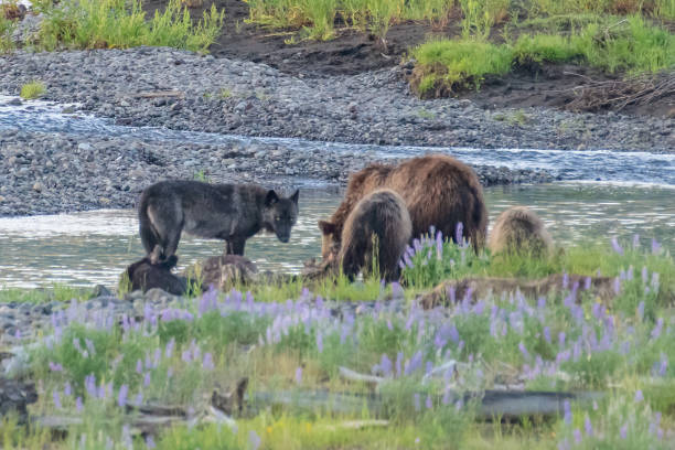 istock Wolf and Grizzly bear and her cubs at bison carcass 1302334533