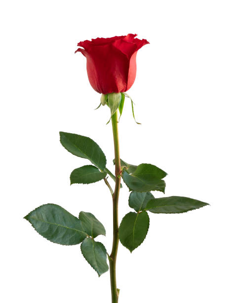 istock Red rose on a white background. Deep Focus. No dust. No pollen. 1302335627