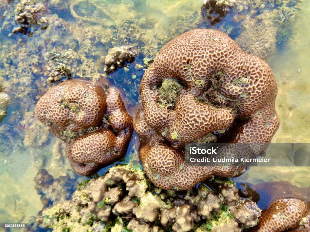 Corals Are Formed By Small Animals The Polyps Of The Phylum Cnidaria The  Corals Are Marine Either On Continental Shelves Or Round Oceanic Islands  They Live In Colonies Stock Photo - Download