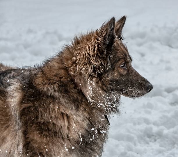 istock Side View Of Belgian Shepherd Dog. 1302339045