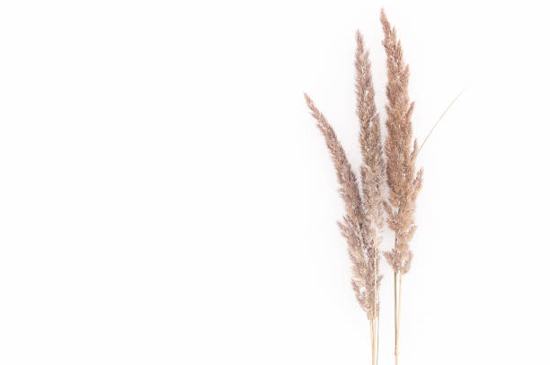 istock dry autumn grass brown wild on white snow in winter 1302339187