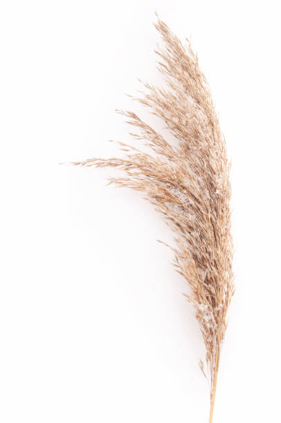 istock dry autumn grass brown wild on white snow in winter 1302339191