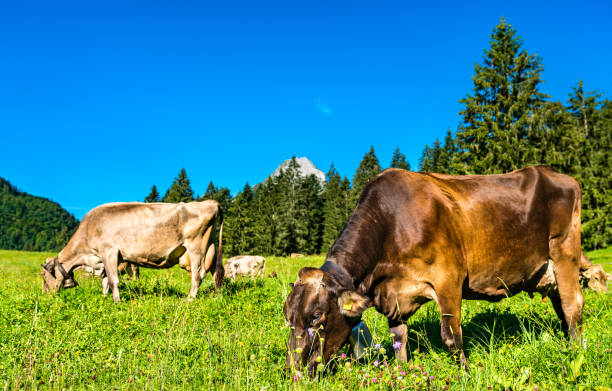 istock Grazing cows in the Swiss Alps 1302339195