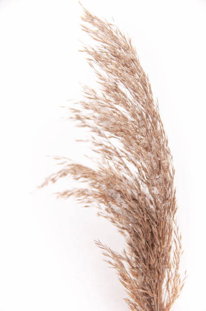 istock dry autumn grass brown wild on white snow in winter 1302339199