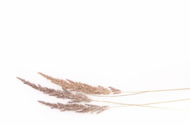 istock dry autumn grass brown wild on white snow in winter 1302339201