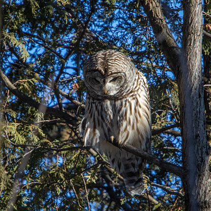 A striped owl hunts voles in a fir tree.