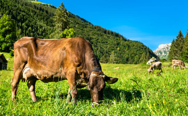 istock Grazing cows in the Swiss Alps 1302339255