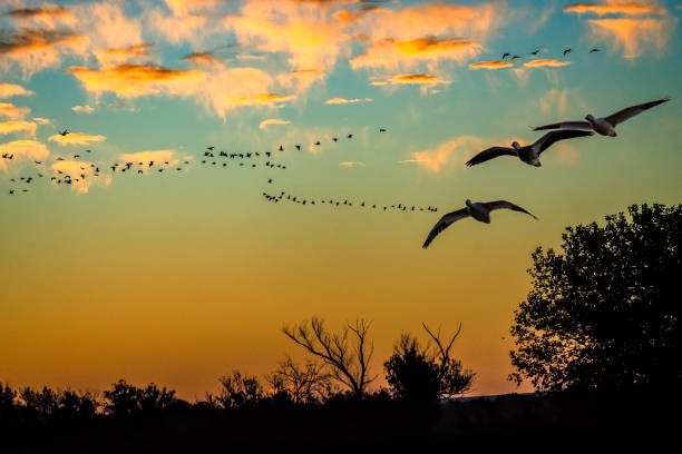 istock Sunrise Colors in the Bosque  -1211 1302340175