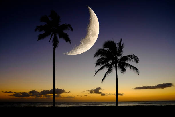 istock Palm trees on ocean beach in Hawaii with moon in sky 1302340257