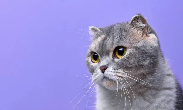 Photo of Close up portrait of purebred scottish fold cat looking one side puerple blue background