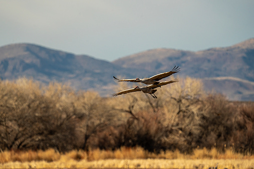 Snow Geese and Sandhill Cranes in Bosque del Apache, New Mexico