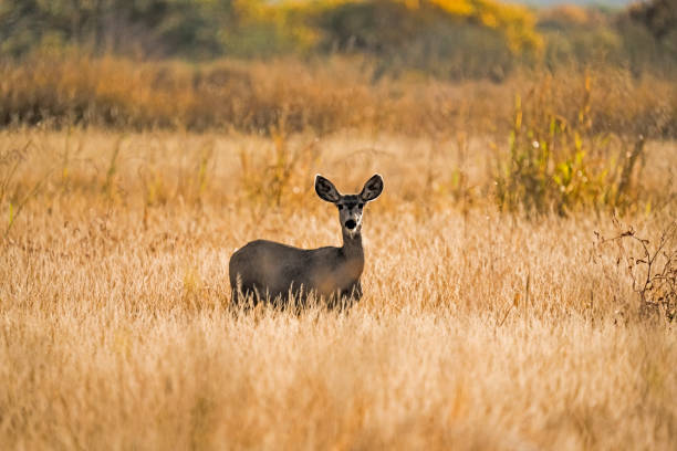 This alert doe mule deer is watching for any predator since she is in an open field. The mule deer is indigenous to western North America. It is named for its ears, which are large like those of the mule. This one was spotted in Bosque de Apache Reserve in New Mexico.