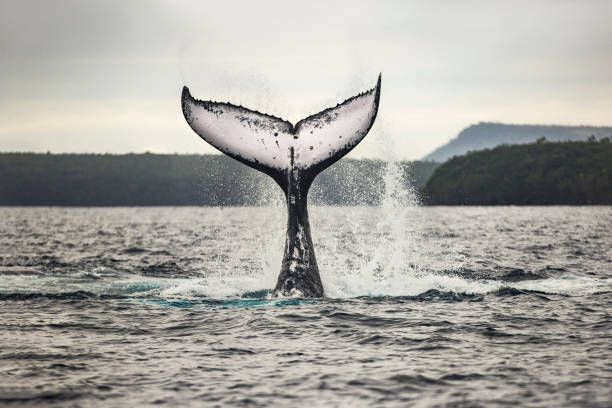 Humpback whale fluke during surface activity while whale watching off a boat in the ocean Humpback whale fluke during surface activity while whale watching off a boat in the ocean whale jumping stock pictures, royalty-free photos & images