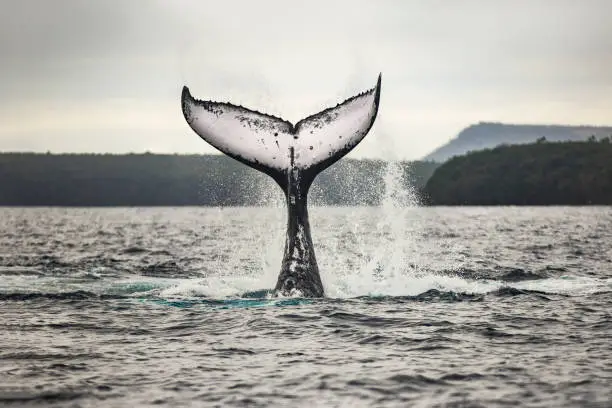 Humpback whale fluke during surface activity while whale watching off a boat in the ocean