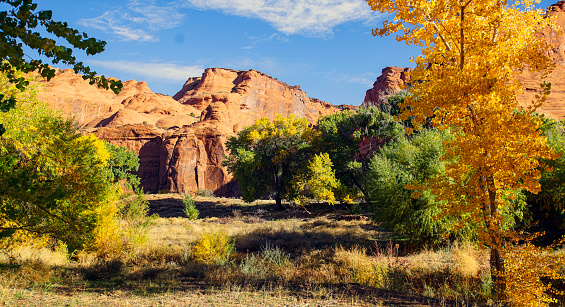 A cottonwood tree vibrant leaf colors shine against the sandstone cliffs in Canyon de Chelly, Arizona.