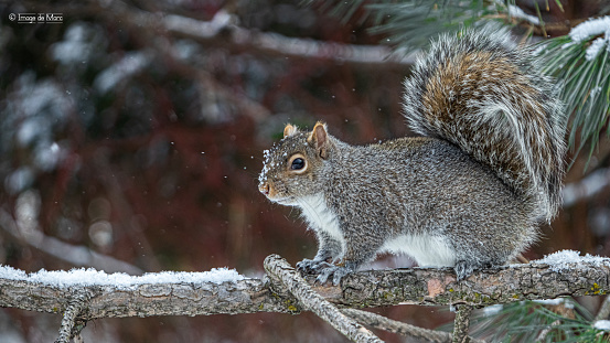 A Gray Squirrel in winter.