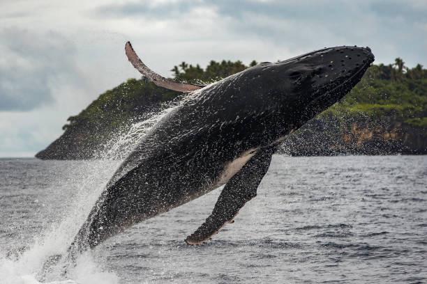 istock Close up of humpback whale breaching and surface activity 1302341728