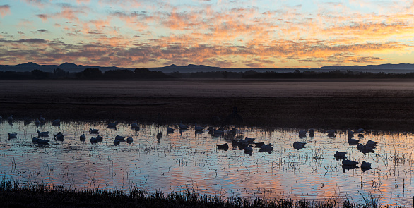 The glorious, bold and viivid colors of sunrise are seen in this image. The palette colors are from the sun and sky but also seen is the reflection of from the ground which are immense. The Bosque Del Apache Reserve is host to migrating birds, from heron, snow geese, sandhill cranes and ducks as well as all species of wildlife.