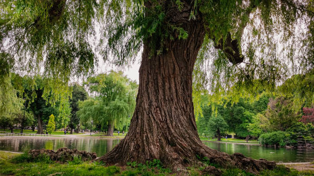 Giant Weeping Willow Tree Trunk and Branches at the Lakeside A partial view of a large old willow tree in the park in Boston, Massachusetts weeping willow stock pictures, royalty-free photos & images