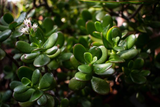 Crassula in a flowerpot. Texture of green leaves. Crassula in a flowerpot. Texture of green leaves. jade plant stock pictures, royalty-free photos & images