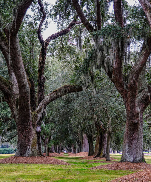 istock Avenue of Oak Trees 1302344705