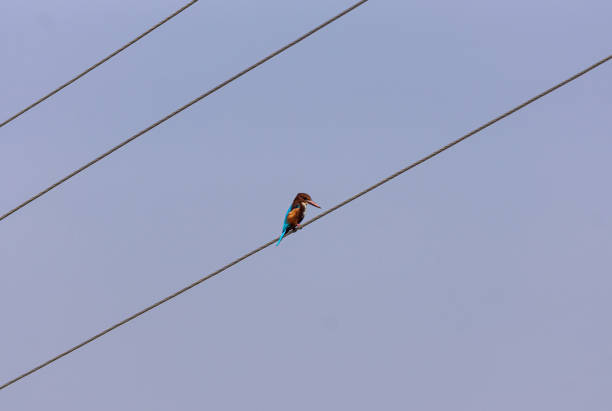 Female Kingfisher hovering in the air over a lake in Woodwalton Fen nature reserve.