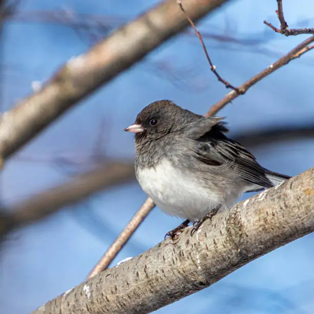 A slate junco in the boreal forest.