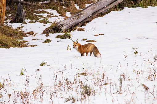 A lone fox walking through a snow covered field in Yellowstone National Park.