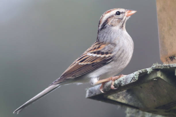 istock Chipping Sparrow perched on a bird feeder 1302348891