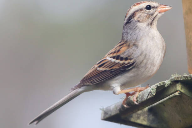 istock Chipping Sparrow perched on a bird feeder 1302348900