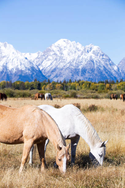Horses and the Grand Tetons stock photo