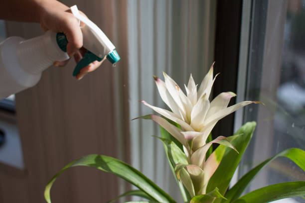 irrigazione di una bromeliad in fiore - cura casalinga delle piante d'appartamento - bromeliad foto e immagini stock