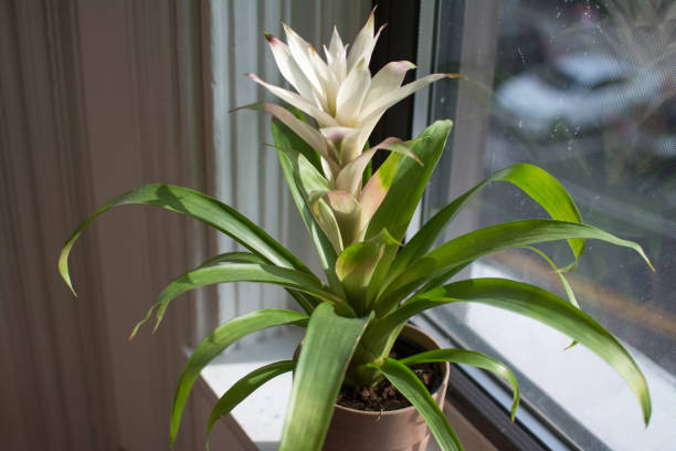 Bromeliad Guzmania Stylish Houseplant, Floral Decor in Modern Home Beautiful bromeliad illuminated in window sill bromeliad photos stock pictures, royalty-free photos & images