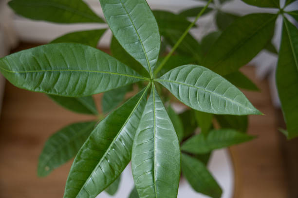 istock Money tree - Pachira Aquatica in a modern home 1302349161