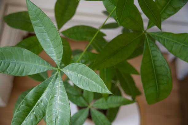 Money tree - Pachira Aquatica in a modern home Natural home decor with money tree in bedroom jade plant stock pictures, royalty-free photos & images