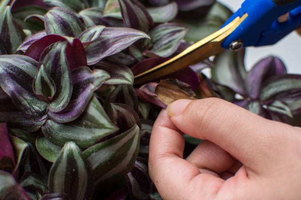 cuidado de plantas - eliminación de la hoja de tradescantia dañada con cizallas - tree removing house damaged fotografías e imágenes de stock