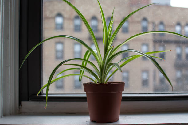 Small Spider Plant in Window Sill - Modern Home Decor A small potted spider plant in the window sill spider plant photos stock pictures, royalty-free photos & images