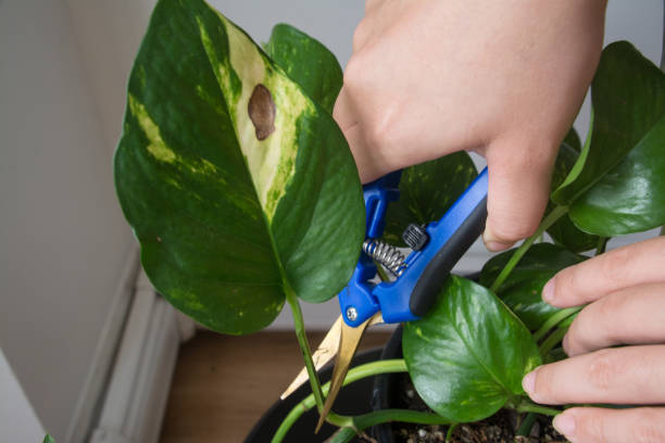 cura dell'impianto - rimozione delle foglie danneggiata da pothos - tree removing house damaged foto e immagini stock