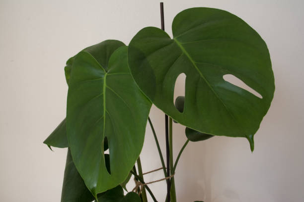 istock Young Monstera Plant in Modern Home, Natural Decor 1302349863