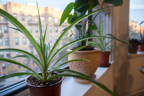 istock Indoor Houseplants on Window Sill 1302349890