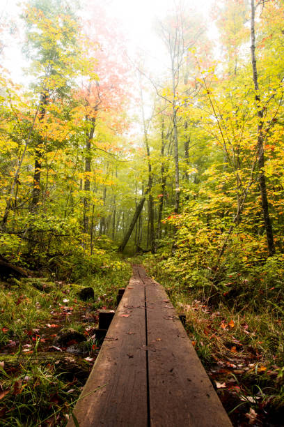 Autumn's Path stock photo