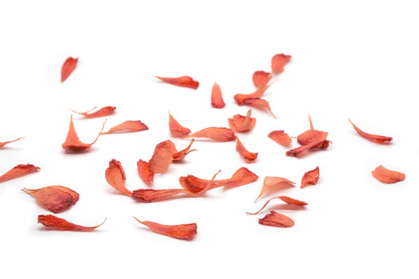 istock red flower petals. Selective focus, top view, copy space. 1302350067