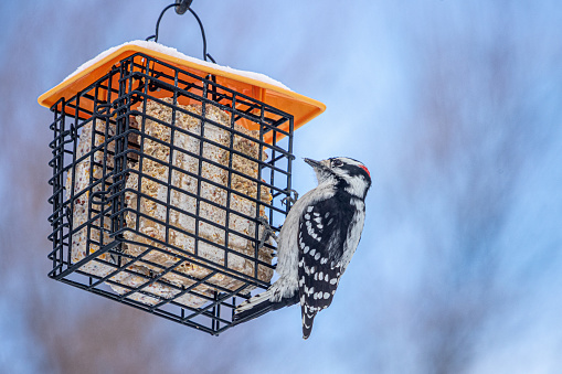 Minor woodpecker on a feeder.