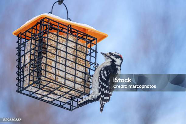 Minor Peak On A Feeder Downy Woodpecker On Bird Feeder Stock Photo - Download Image Now