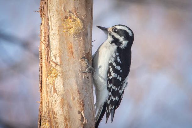 Female hairpe, (Leuconotopicus villosus), hairy female woodpecker. Female hairy woodpecker at work. ornithology photos stock pictures, royalty-free photos & images
