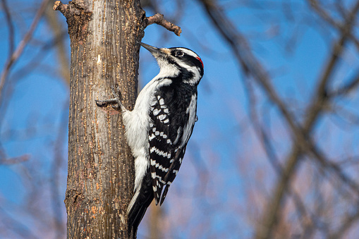 Male hairy woodpecker at work.