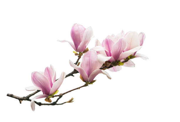 istock magnolia flowers isolated on white 1302351613